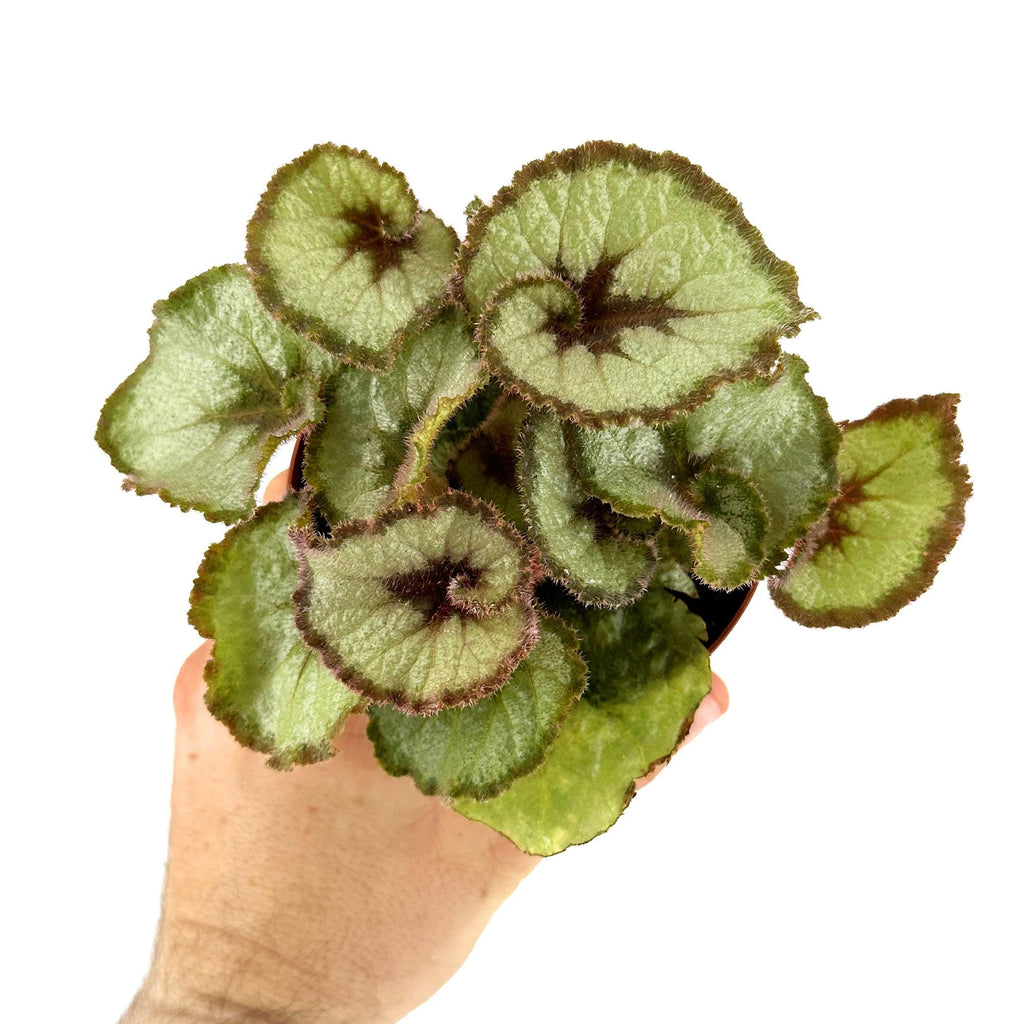 Begonia Rex 'Escargot'