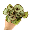 Begonia Rex 'Escargot'
