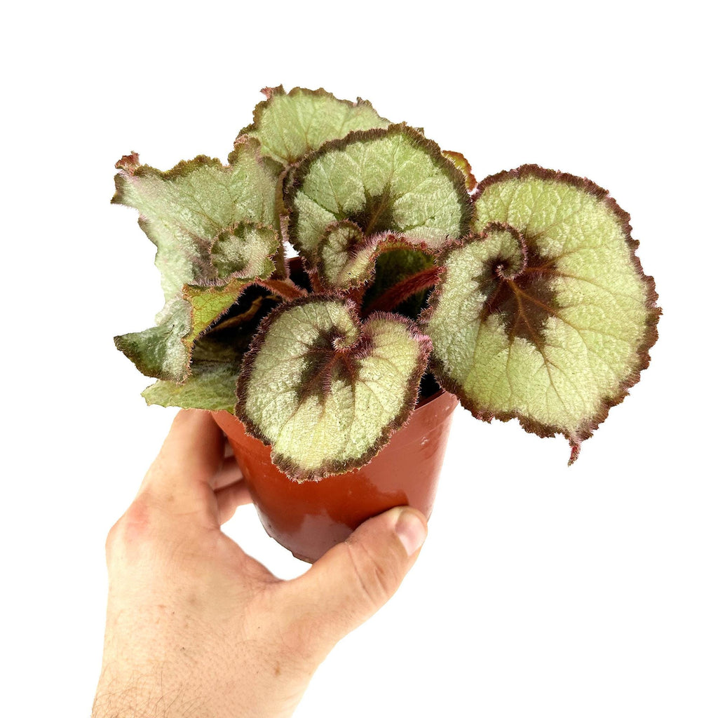 Begonia Rex 'Escargot'