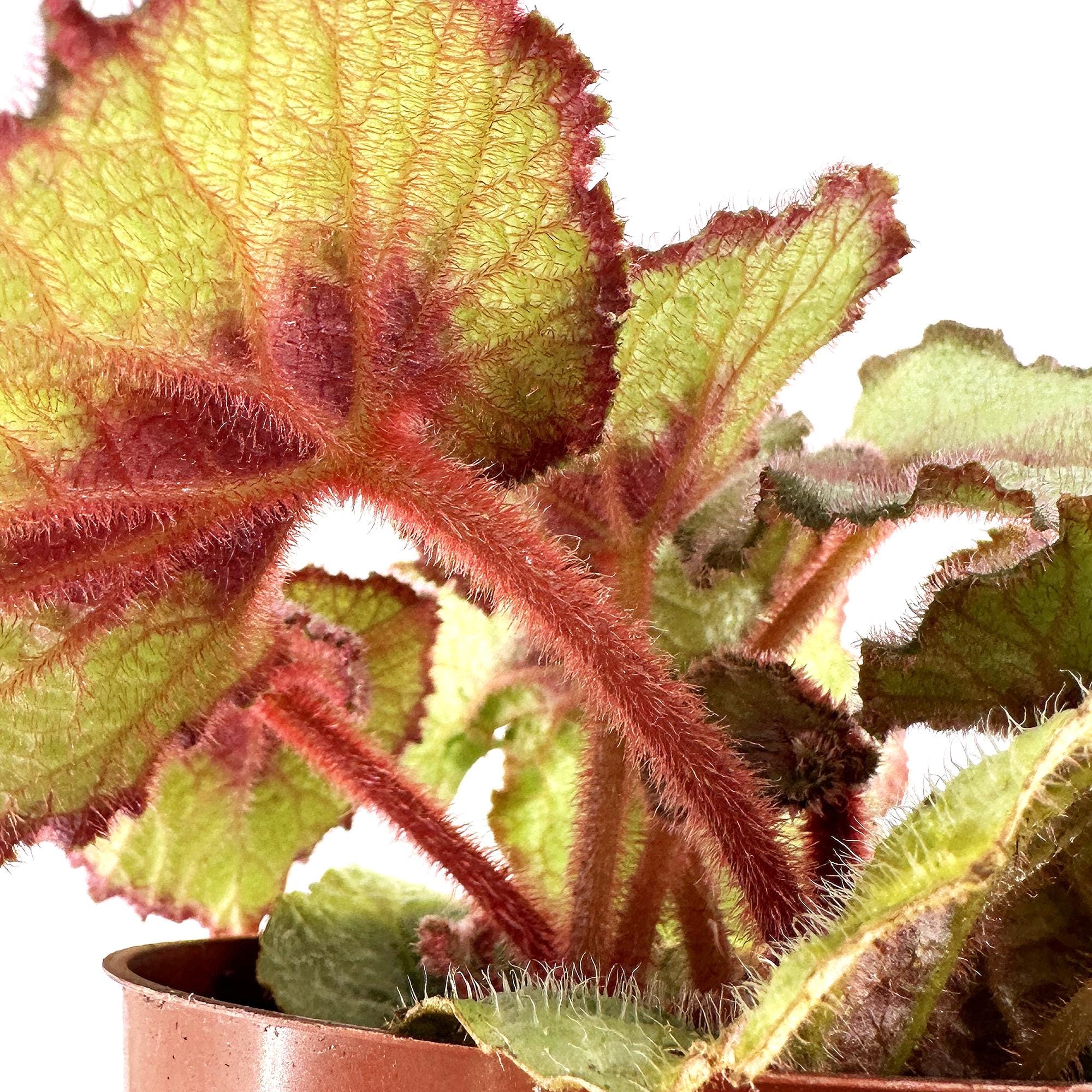 Begonia Rex 'Escargot'
