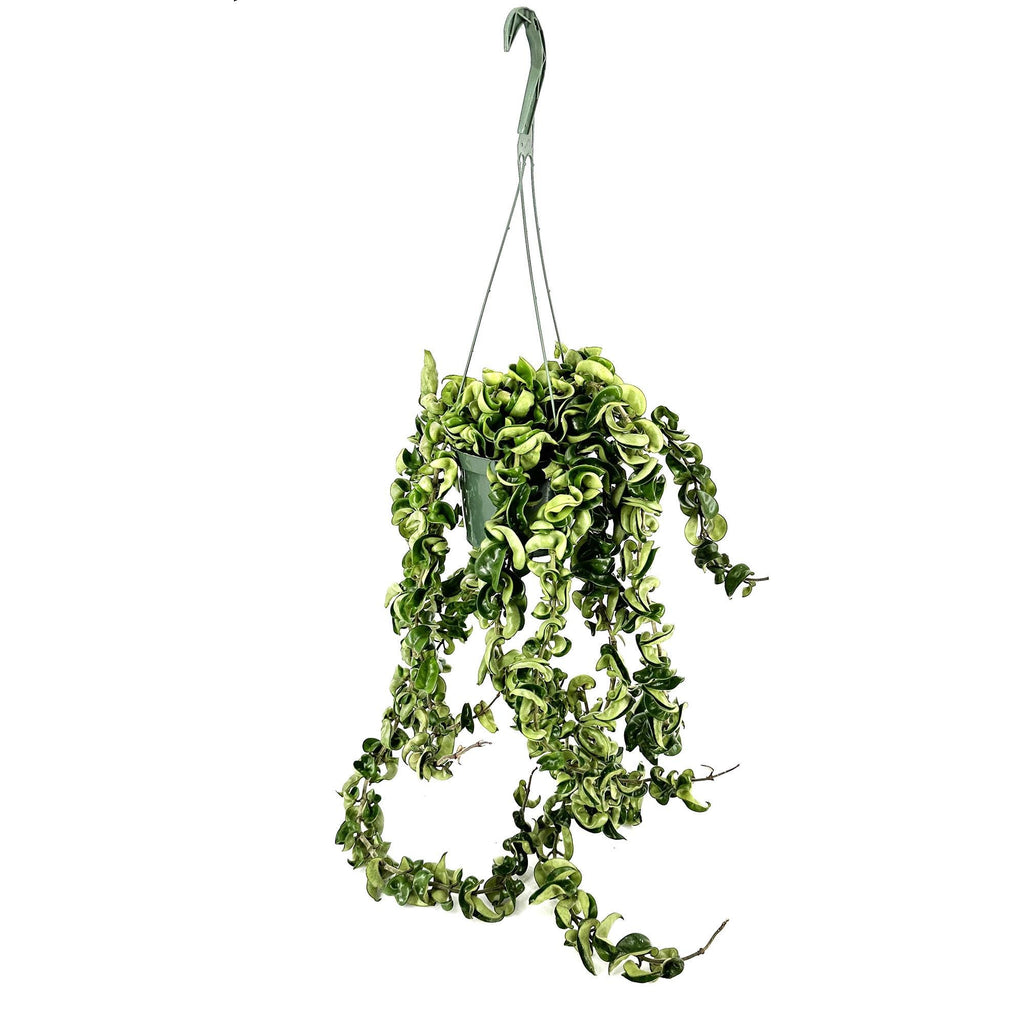 Hoya Carnosa Compacta 'Hindu Rope' XL Vines