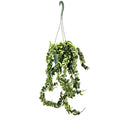 Hoya Carnosa Compacta 'Hindu Rope' XL Vines