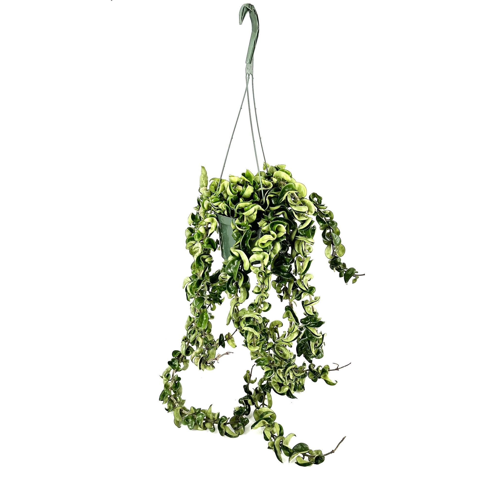 Hoya Carnosa Compacta 'Hindu Rope' XXXL Vines