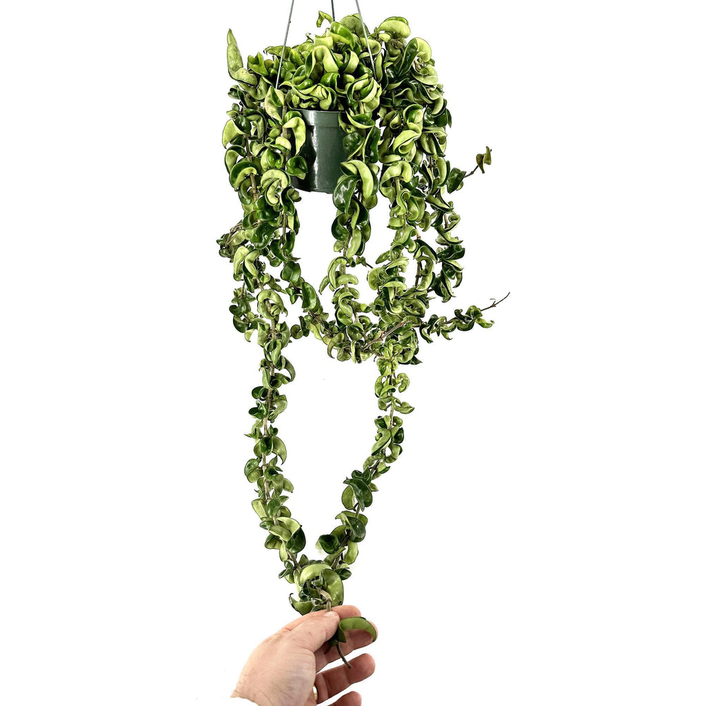 Hoya Carnosa Compacta 'Hindu Rope' XL Vines