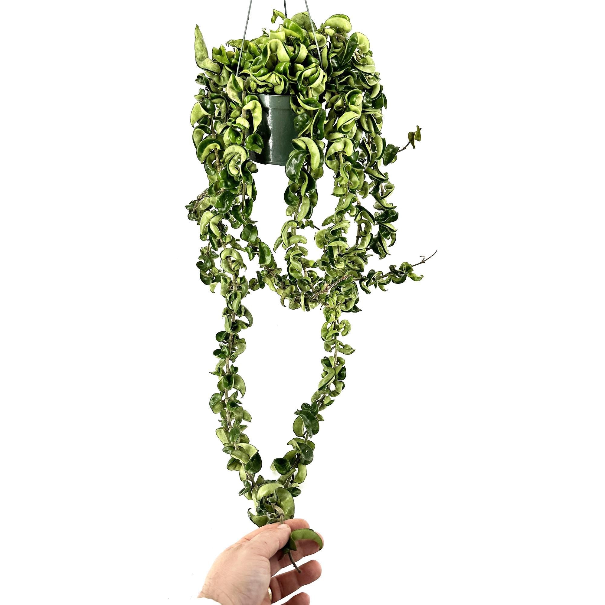 Hoya Carnosa Compacta 'Hindu Rope' XXXL Vines