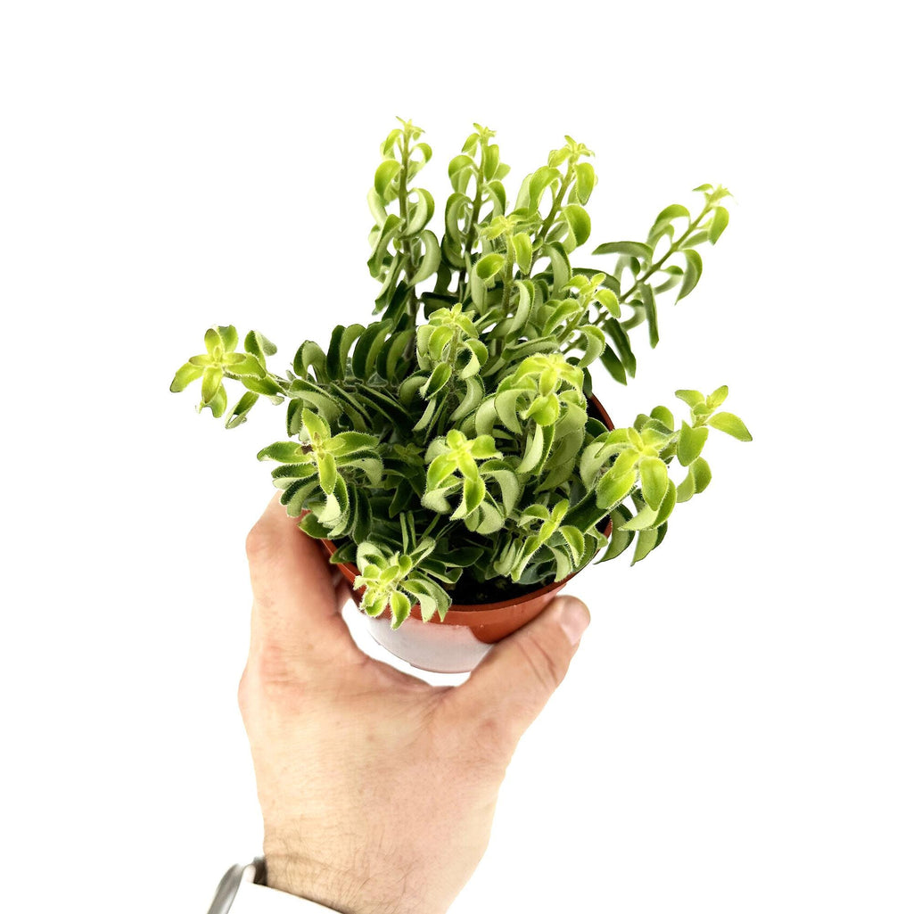 Aeschynanthus radicans 'Curly Lipstick Plant'