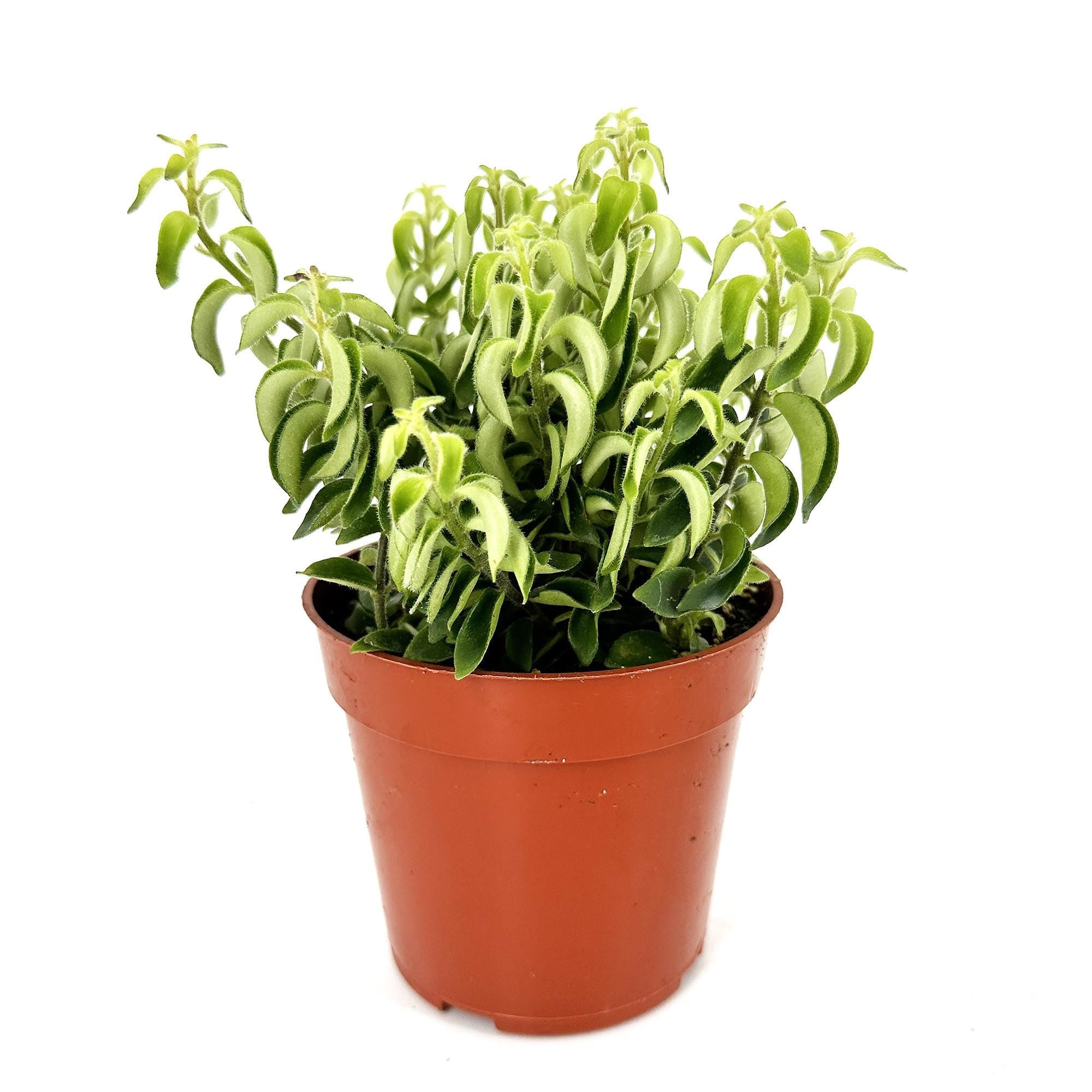 Aeschynanthus radicans 'Curly Lipstick Plant'