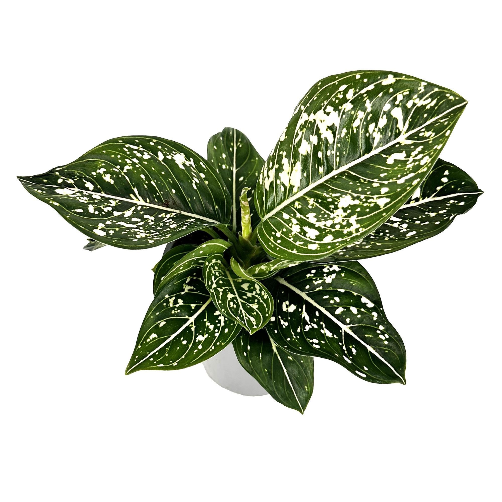 Aglaonema 'Tom's Pride'