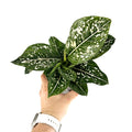 Aglaonema 'Tom's Pride'