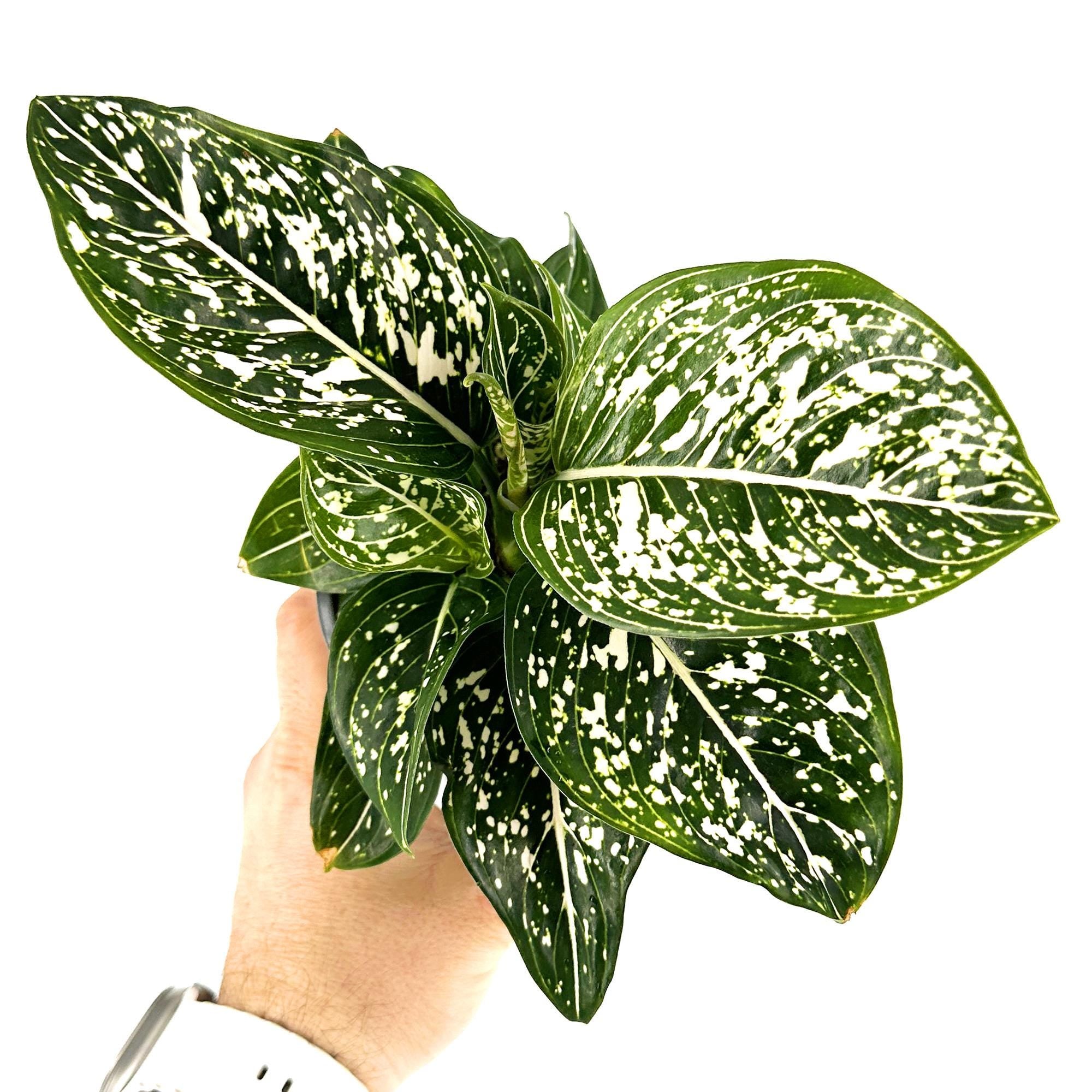 Aglaonema 'Tom's Pride'