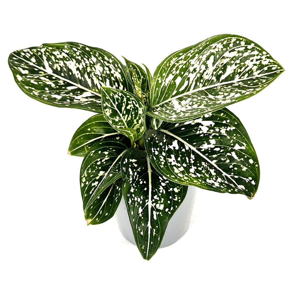 Aglaonema 'Tom's Pride'