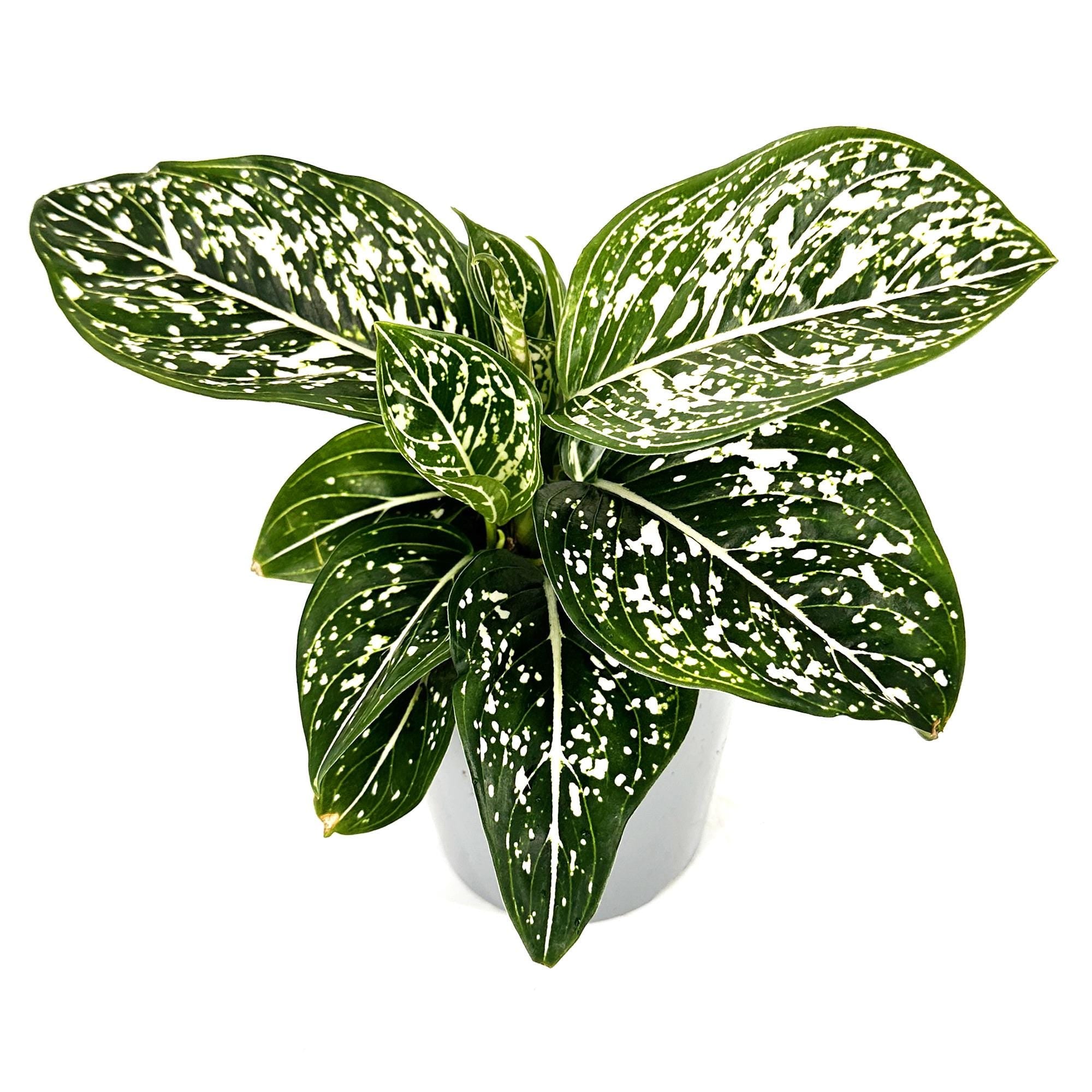 Aglaonema 'Tom's Pride'