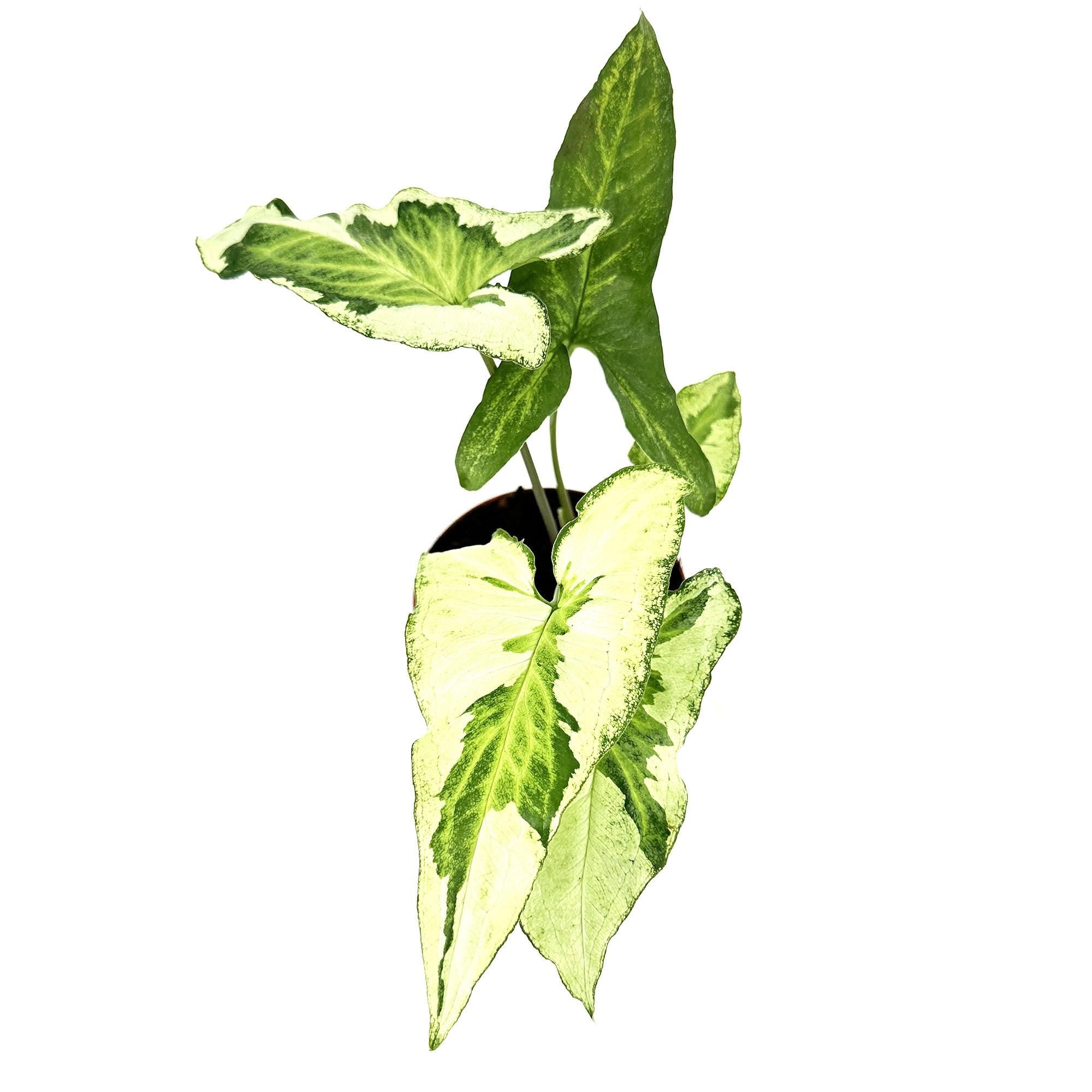 Syngonium 'Three Kings'