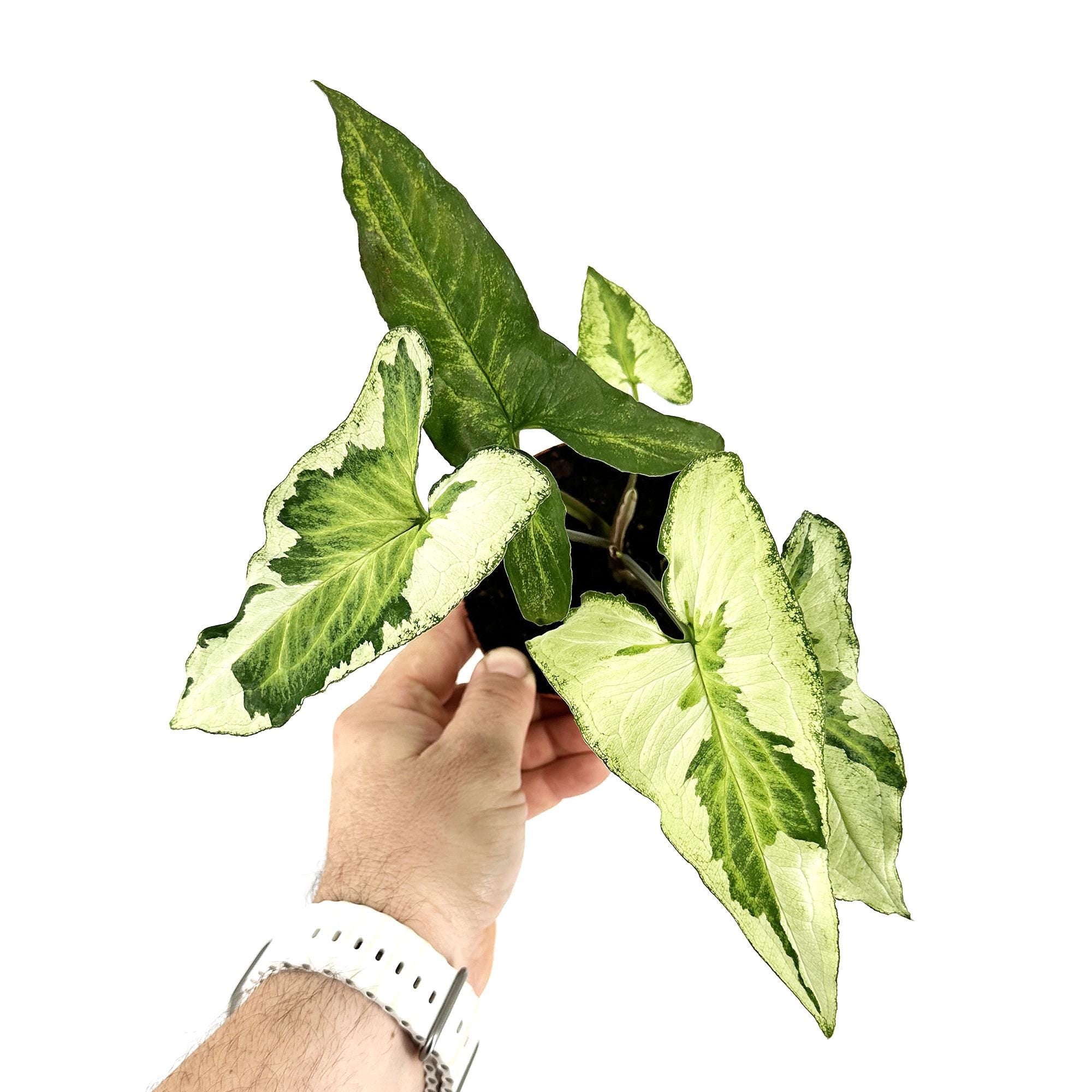 Syngonium 'Three Kings'