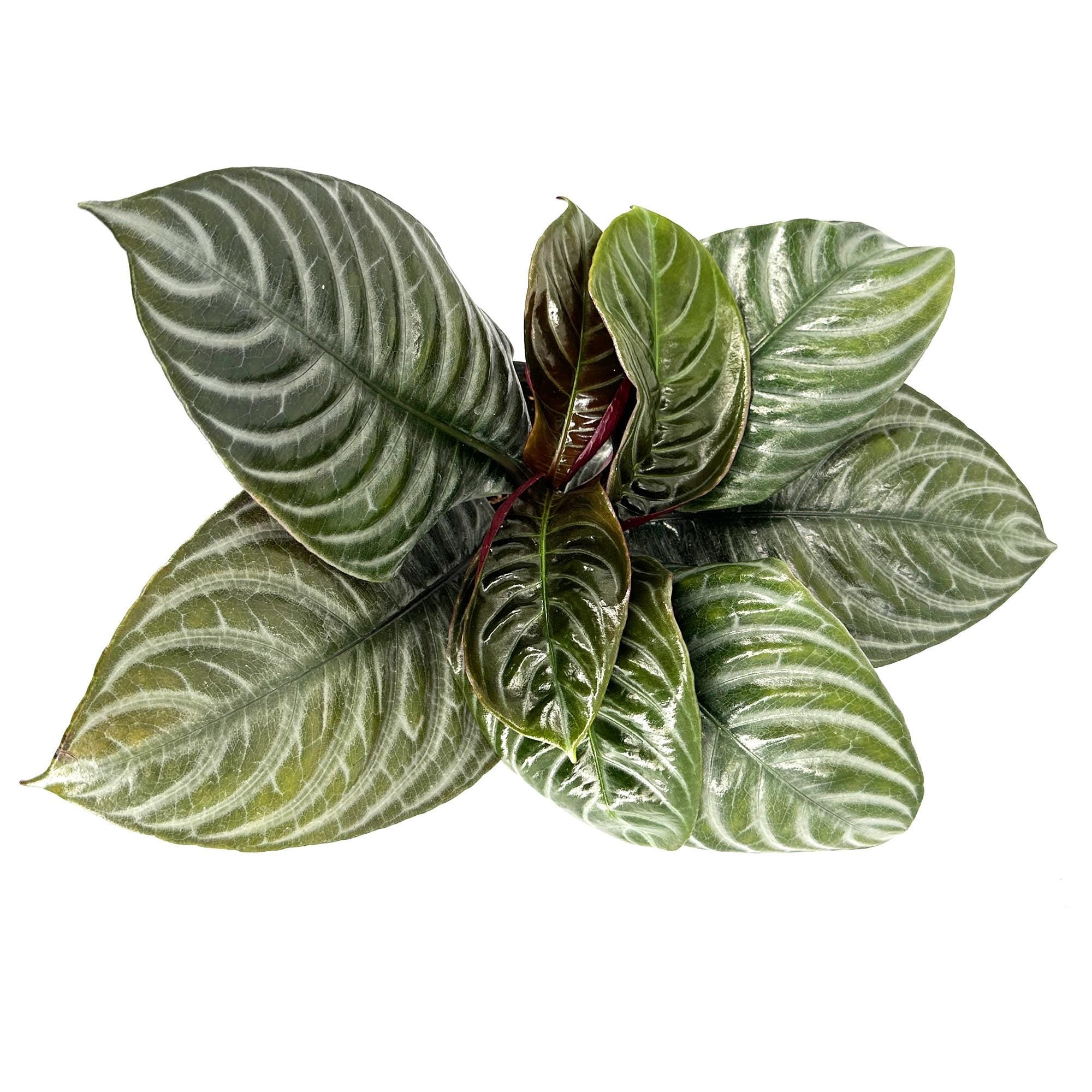 Aphelandra squarrosa ‘Nova Fuego'