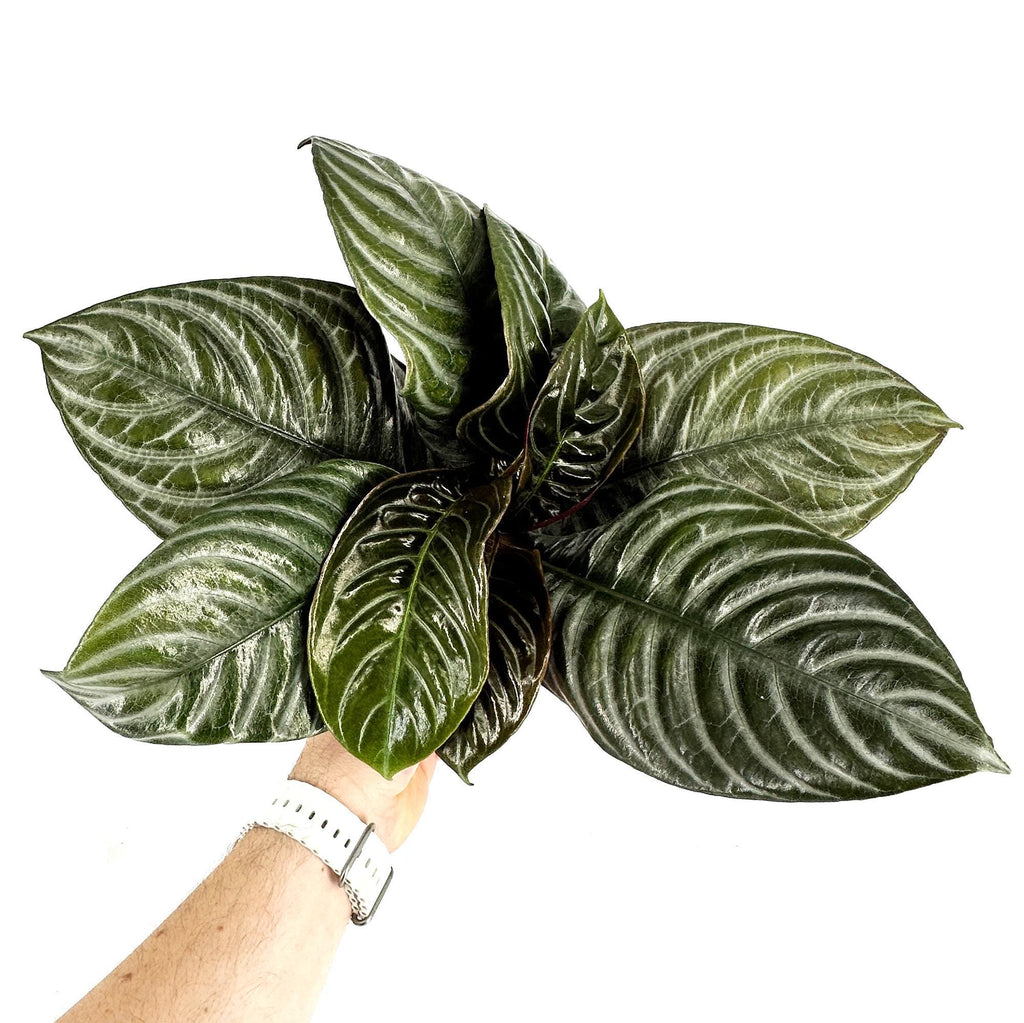 Aphelandra squarrosa ‘Nova Fuego'