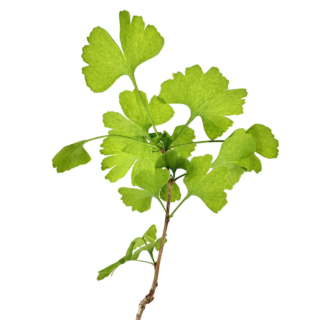 Ginkgo biloba 'Maidenhair Tree'