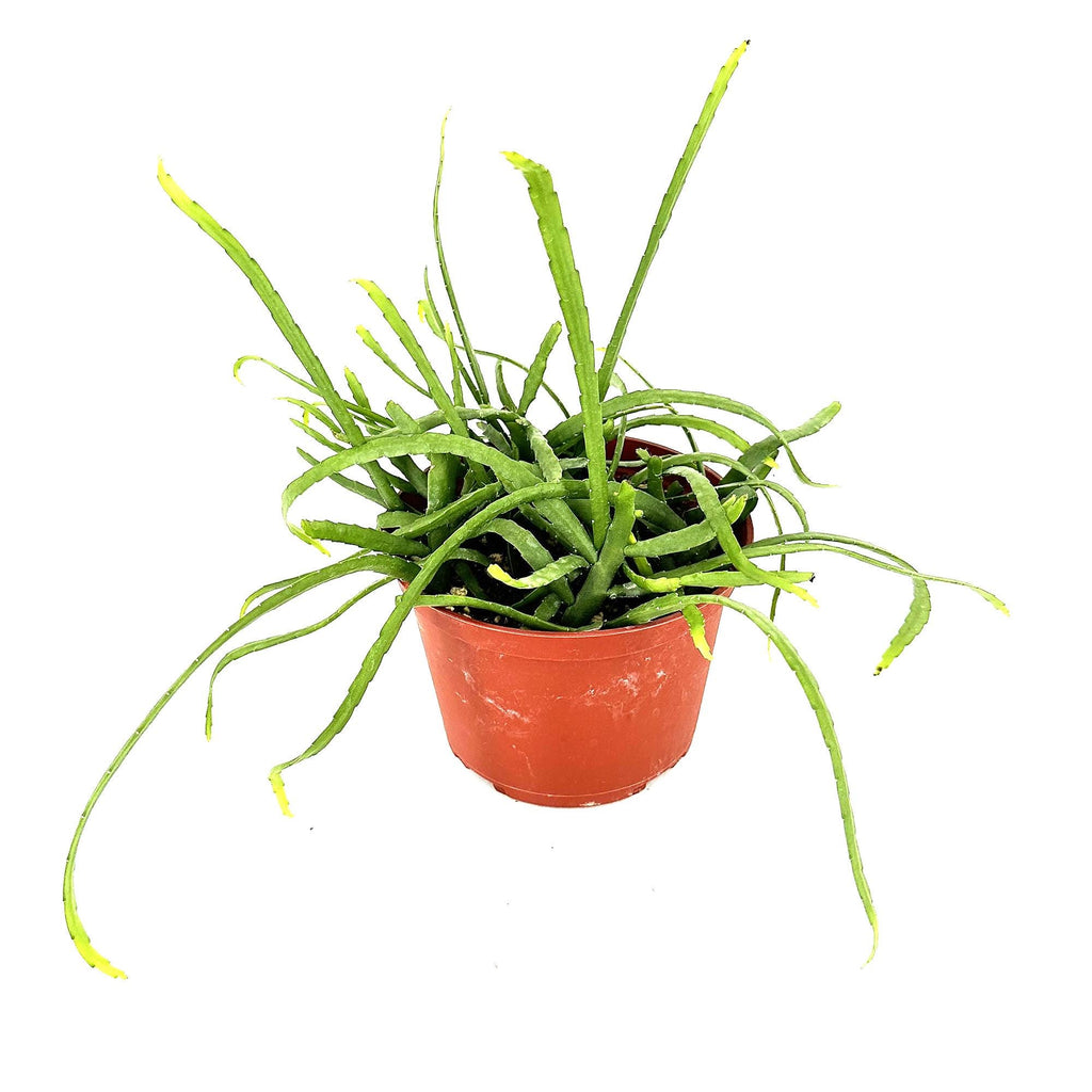 Pfeiffera boliviana