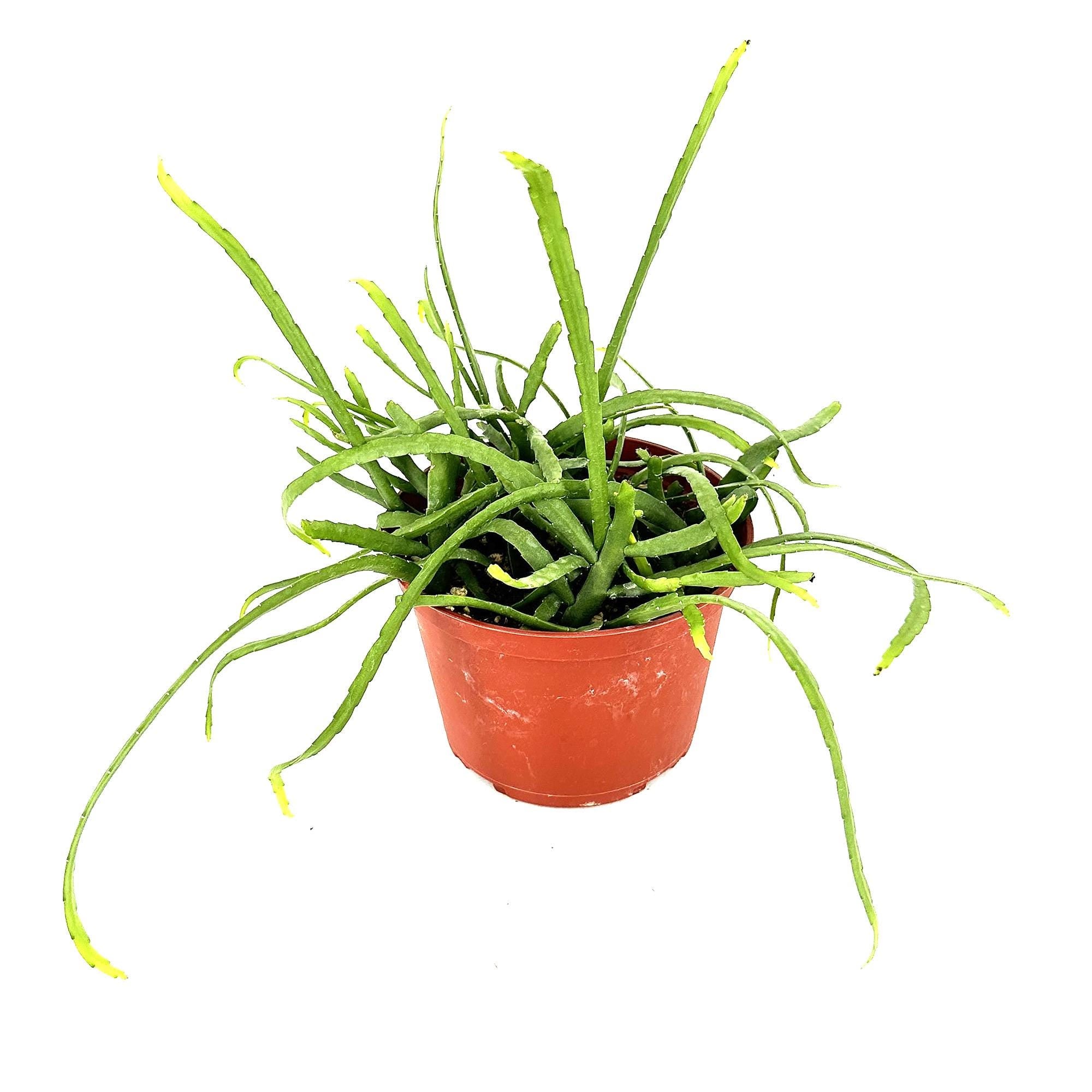 Pfeiffera boliviana