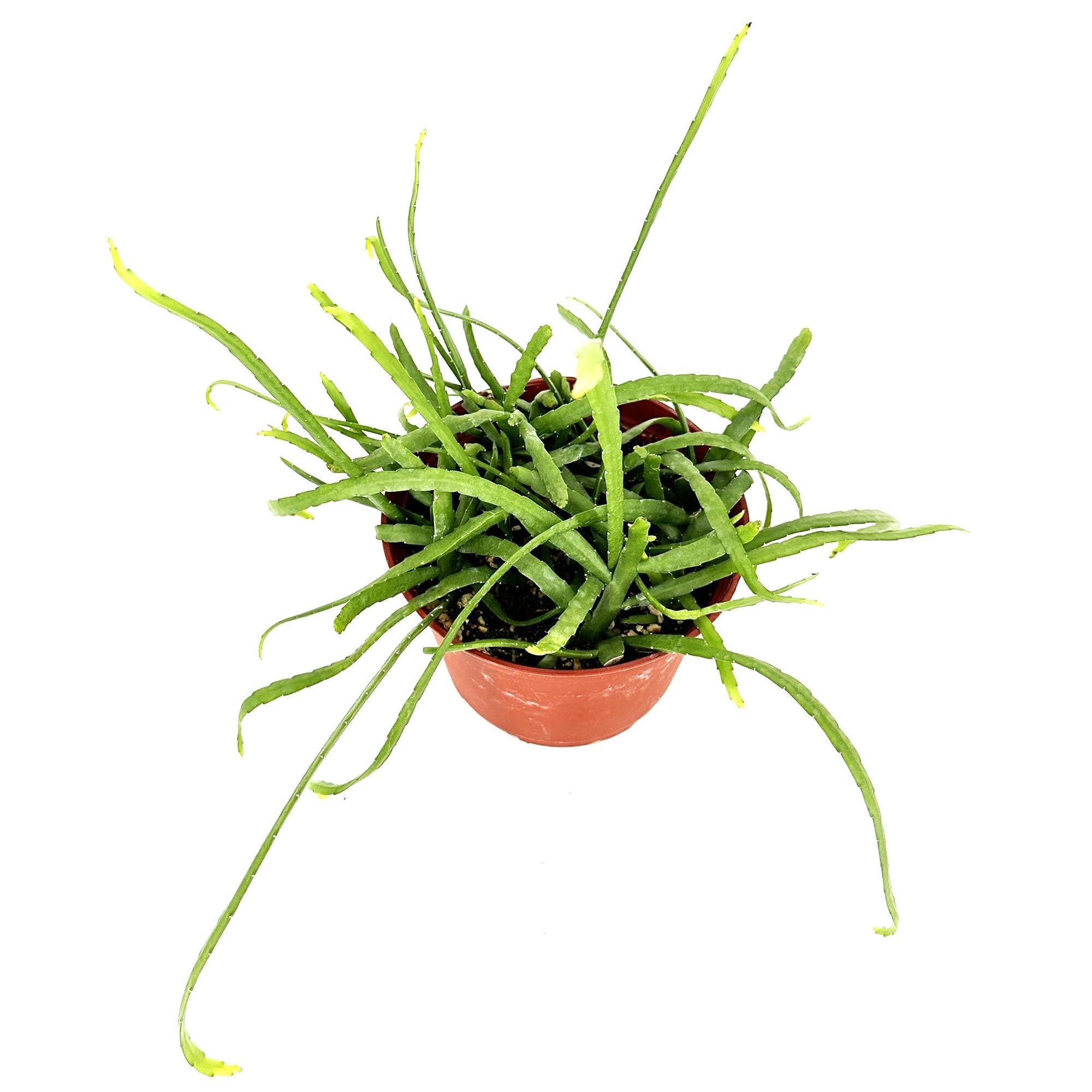 Pfeiffera boliviana