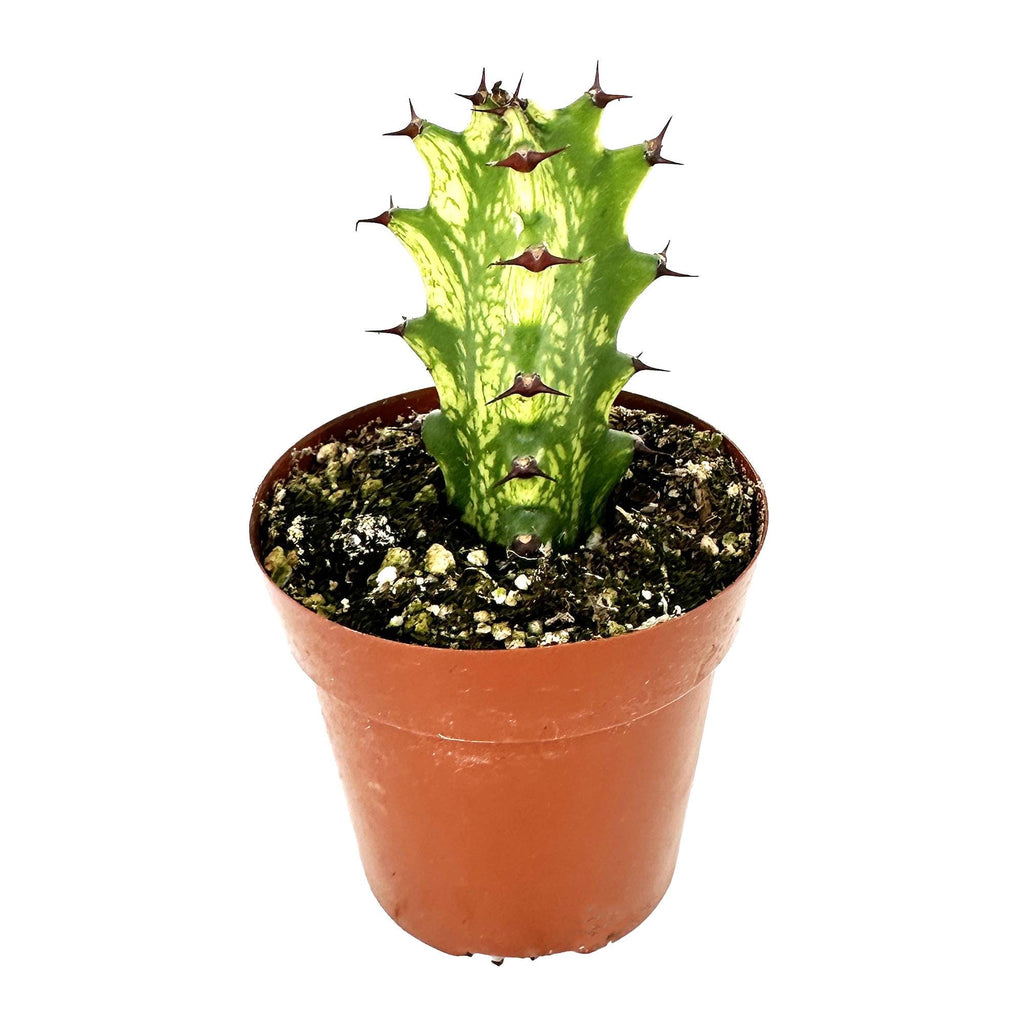 Euphorbia mayurnathanii 'Variegata'