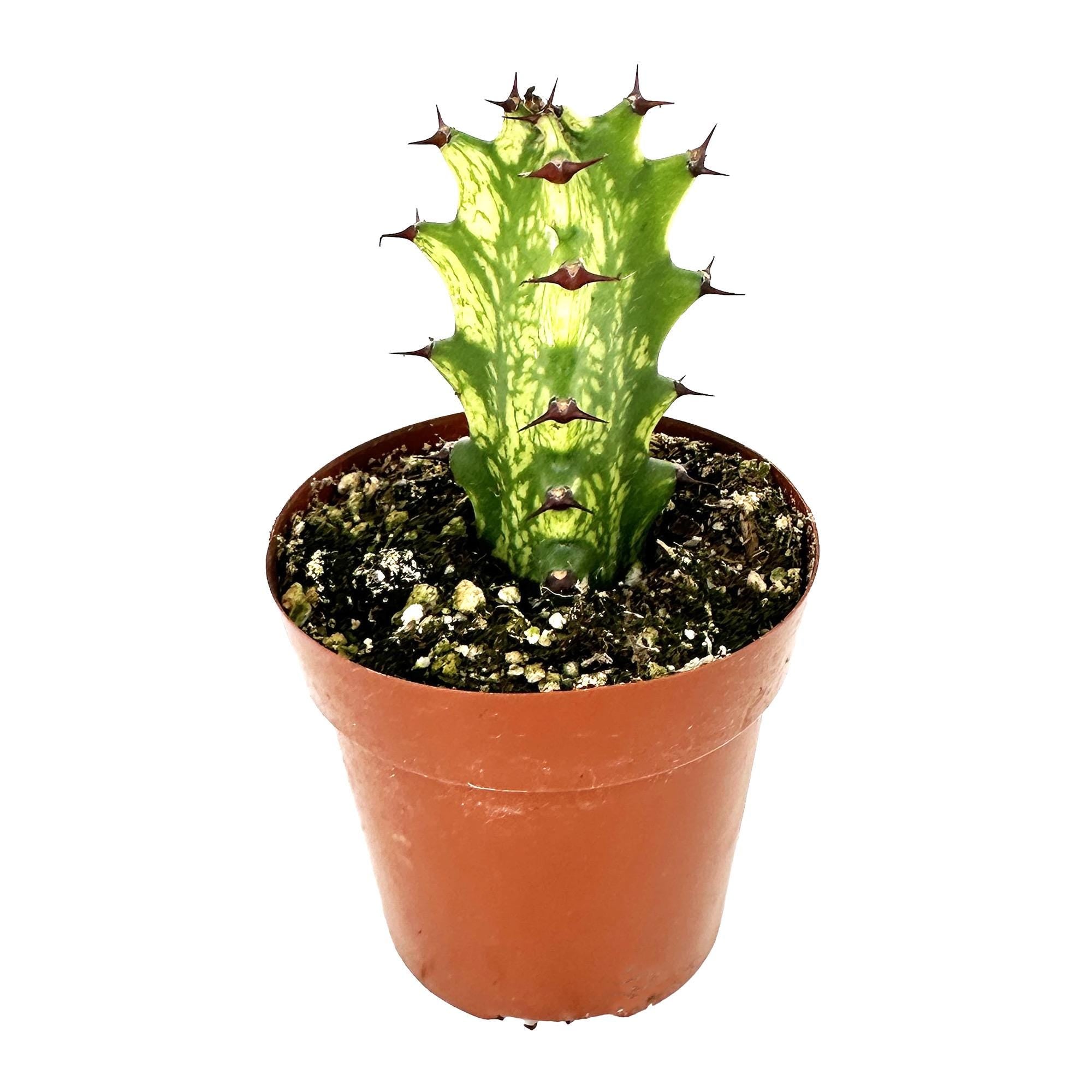Euphorbia mayurnathanii 'Variegata'
