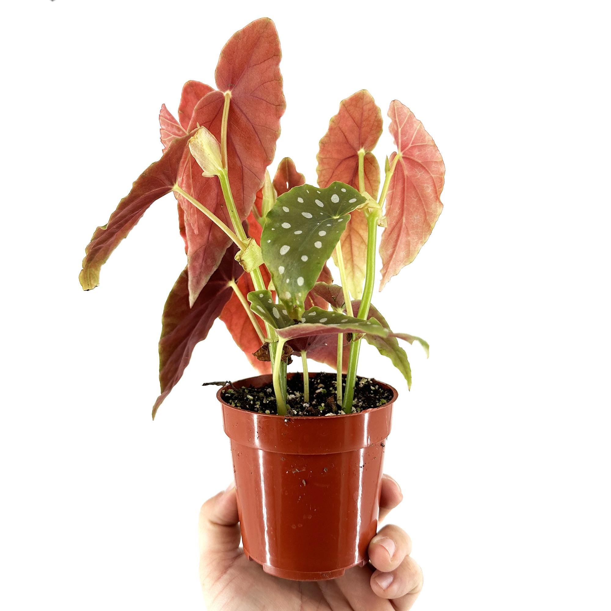 Begonia maculata 'Polka Dot Begonia'