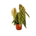 Begonia maculata 'Polka Dot Begonia'