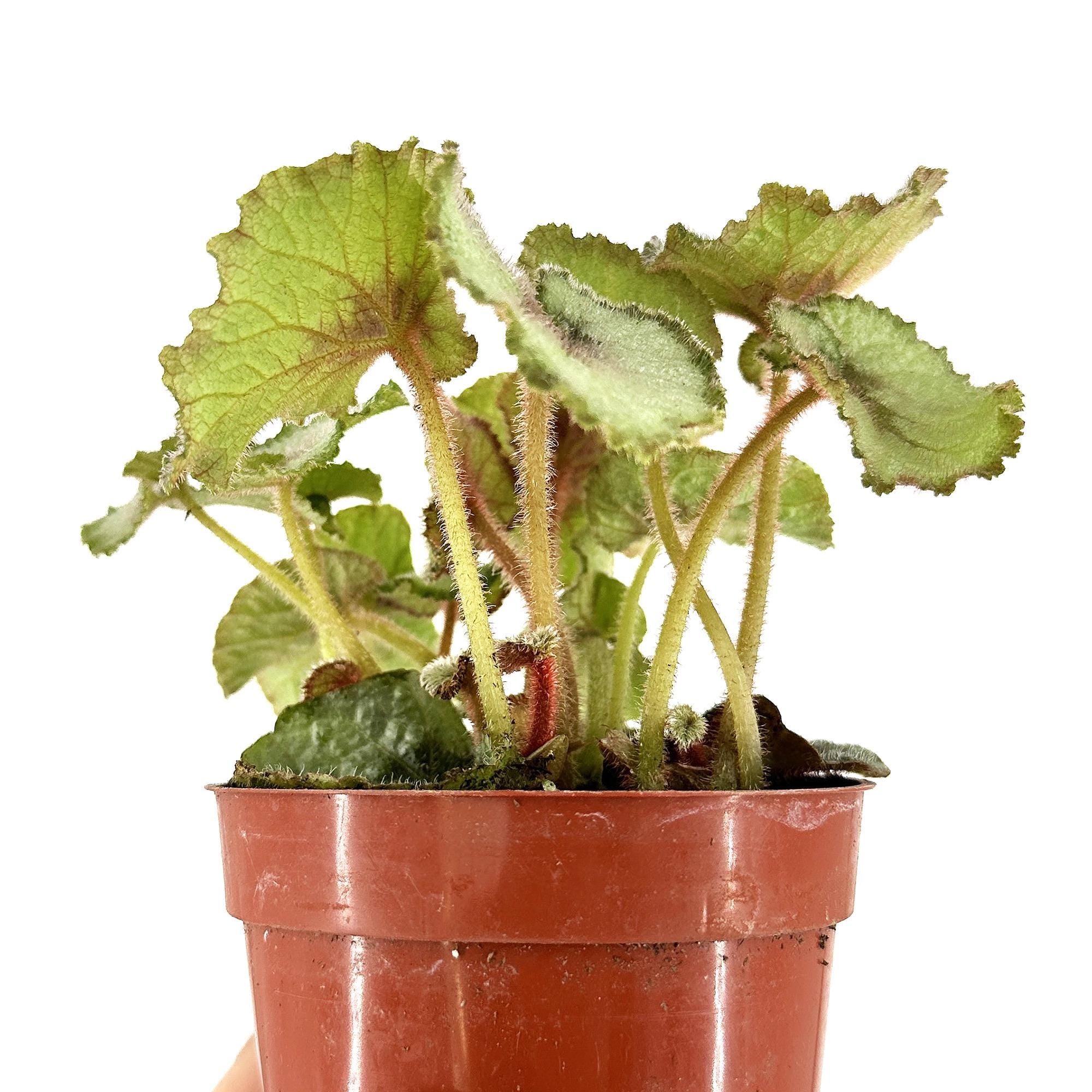 Begonia Rex 'Escargot'