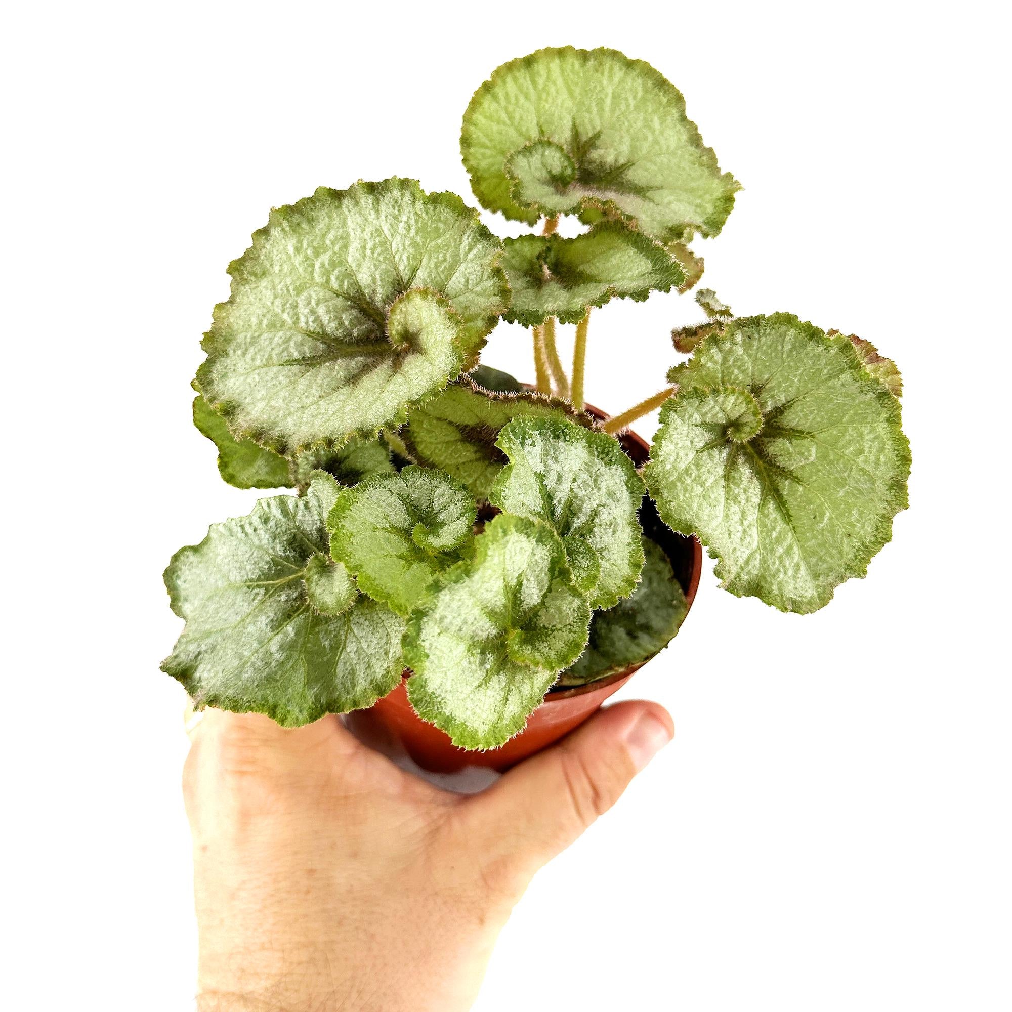 Begonia Rex 'Escargot'