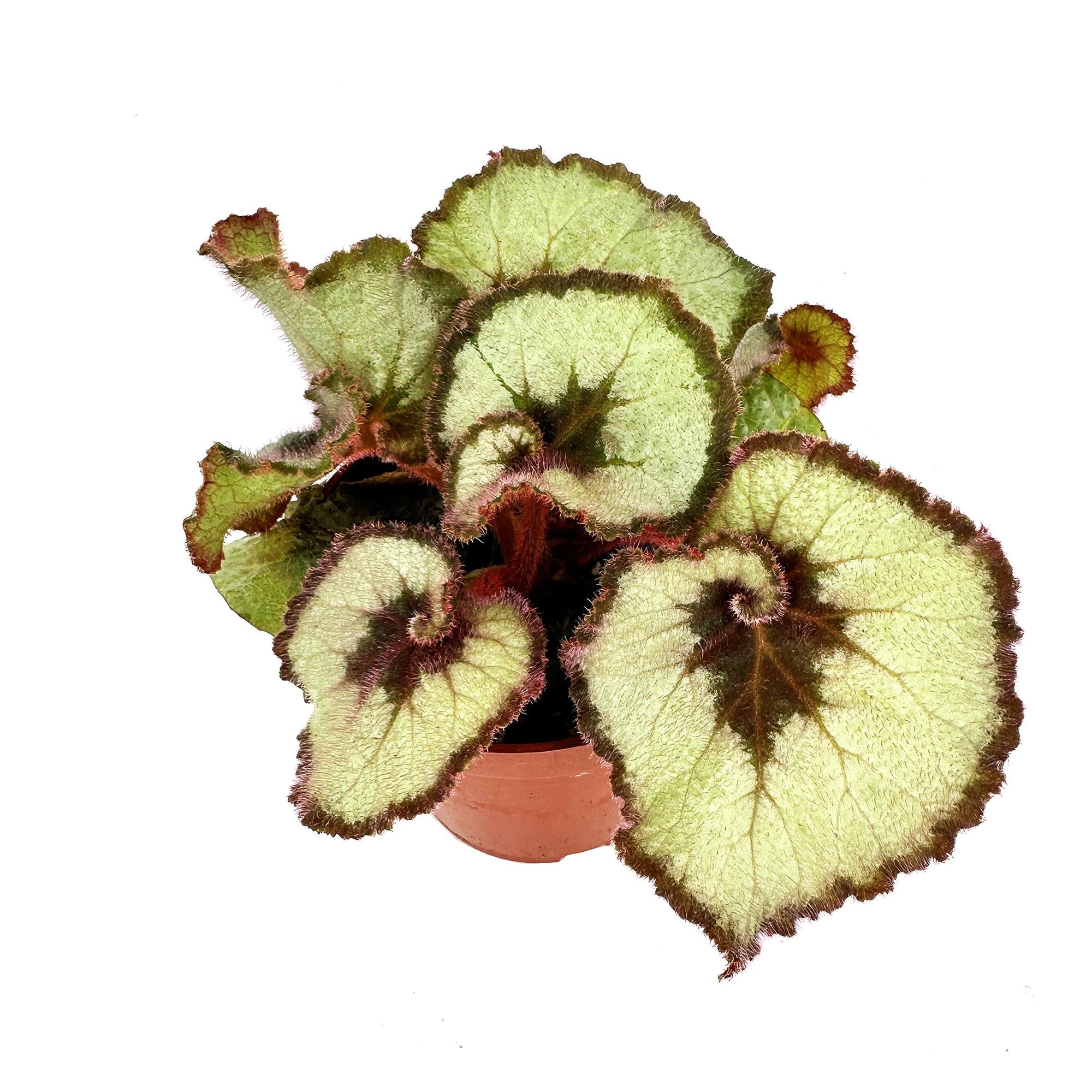 Begonia Rex 'Escargot'