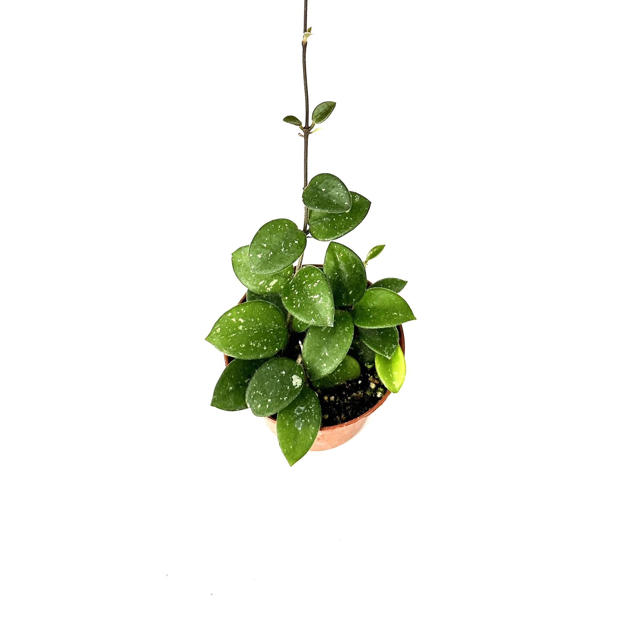 Hoya mathilde