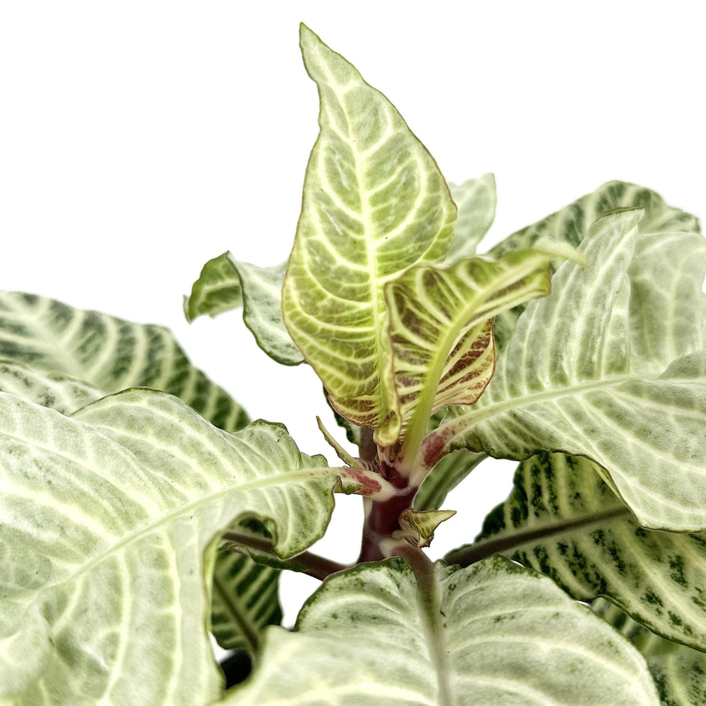 Aphelandra squarrosa ‘White Wash Zebra’