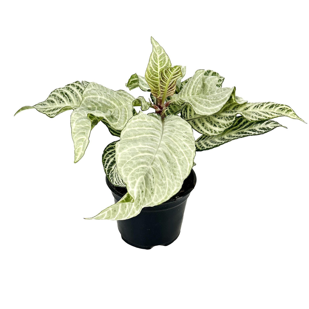 Aphelandra squarrosa ‘White Wash Zebra’