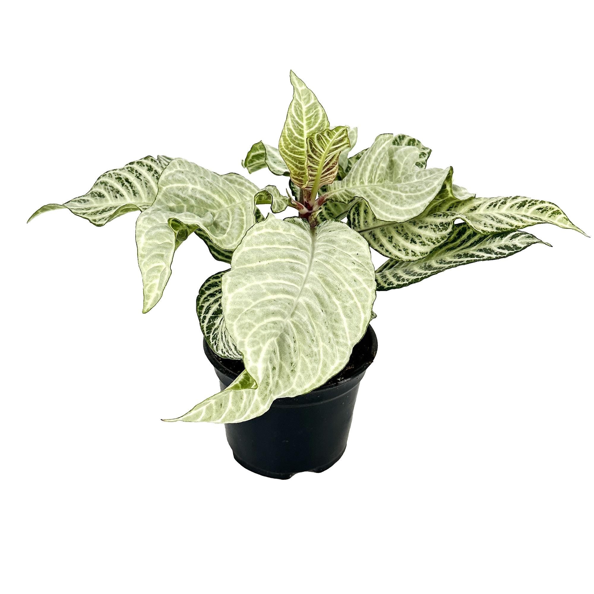Aphelandra squarrosa ‘White Wash Zebra’