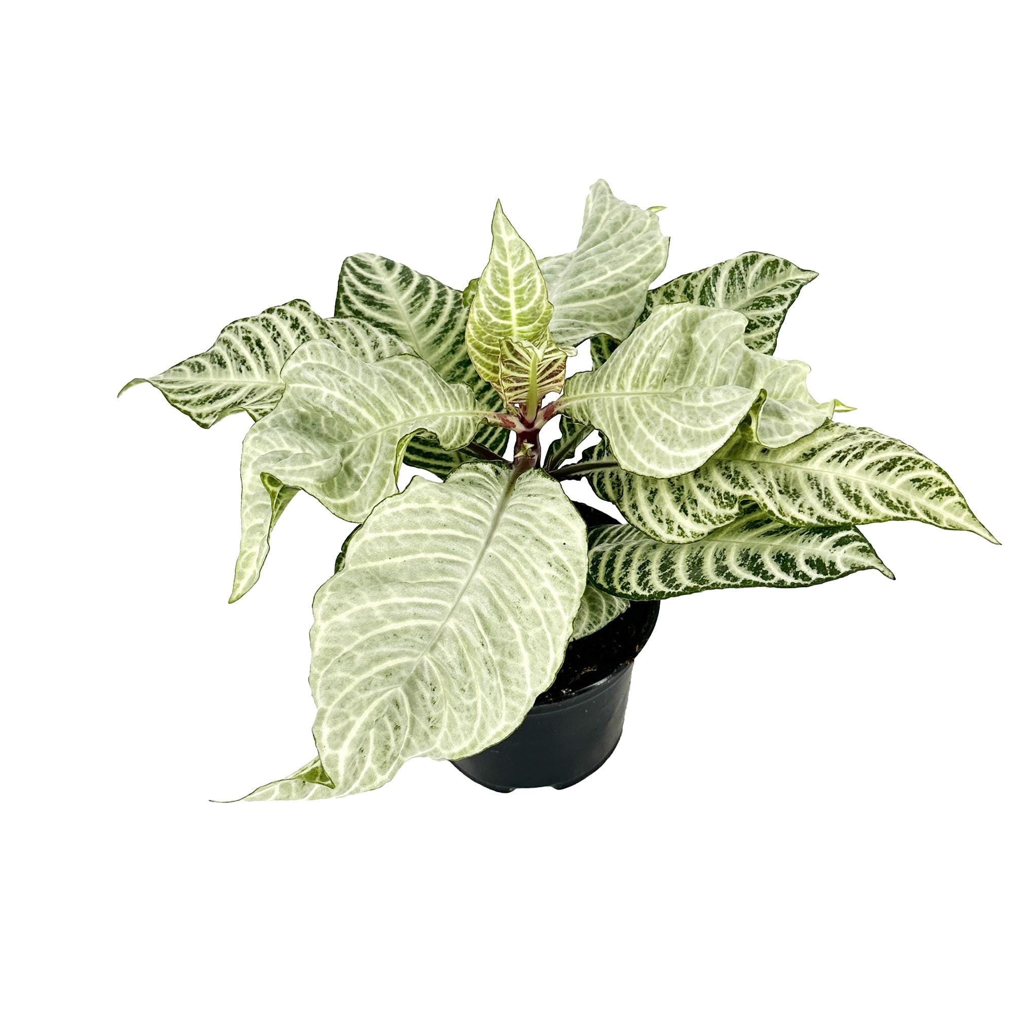 Aphelandra squarrosa ‘White Wash Zebra’