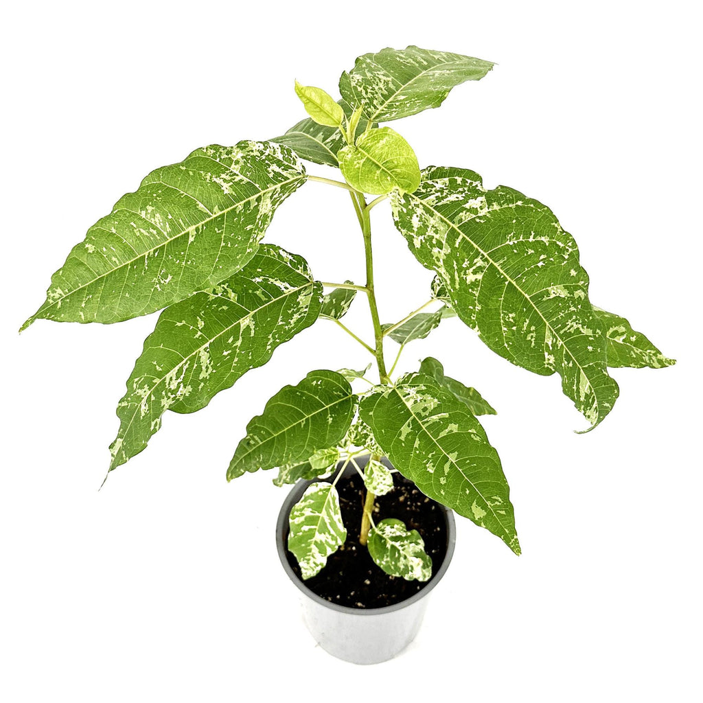 Ficus aspera 'Clown Fig'