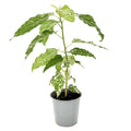 Ficus aspera 'Clown Fig'