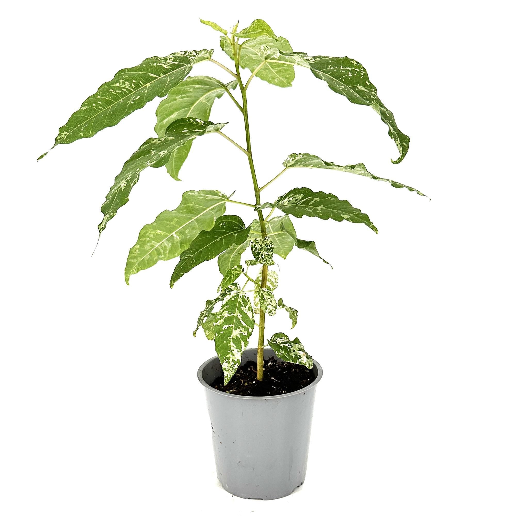 Ficus aspera 'Clown Fig'