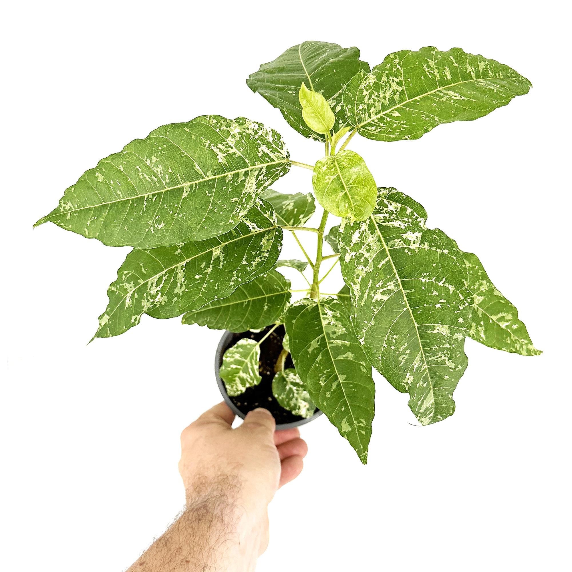 Ficus aspera 'Clown Fig'