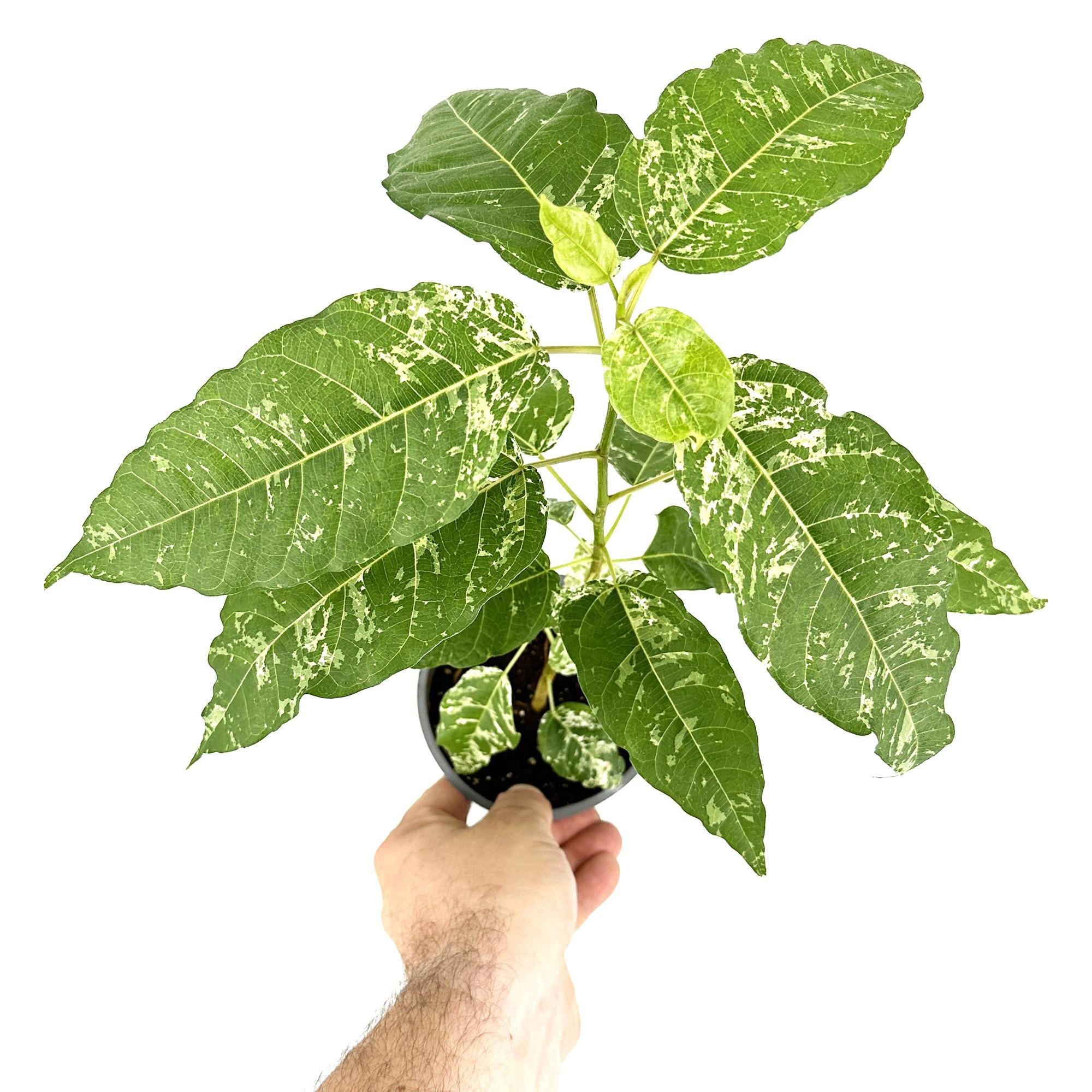 Ficus aspera 'Clown Fig'