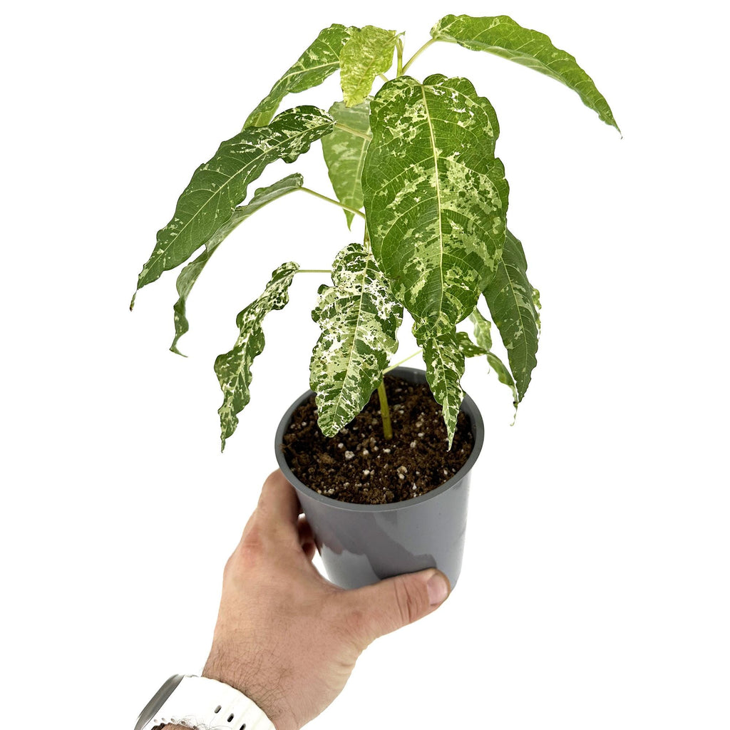 Ficus aspera 'Clown Fig'