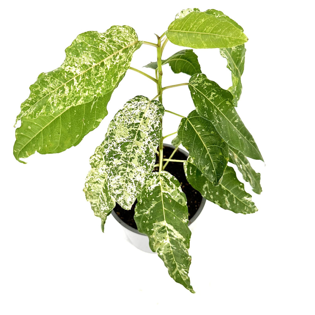 Ficus aspera 'Clown Fig'