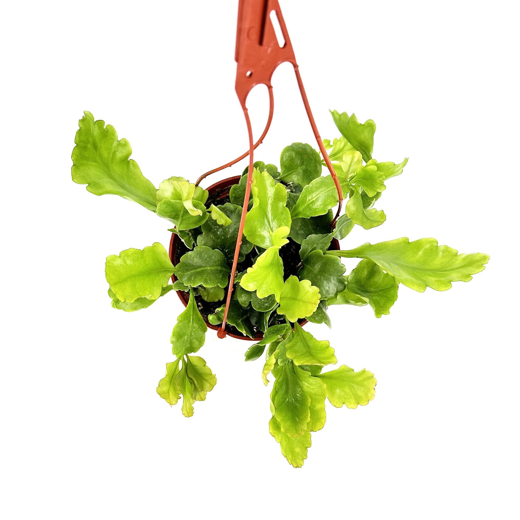Rhipsalis oblonga