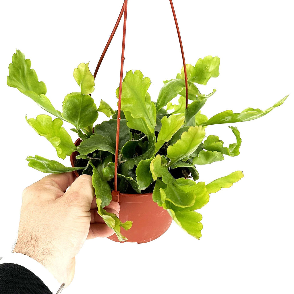Rhipsalis oblonga