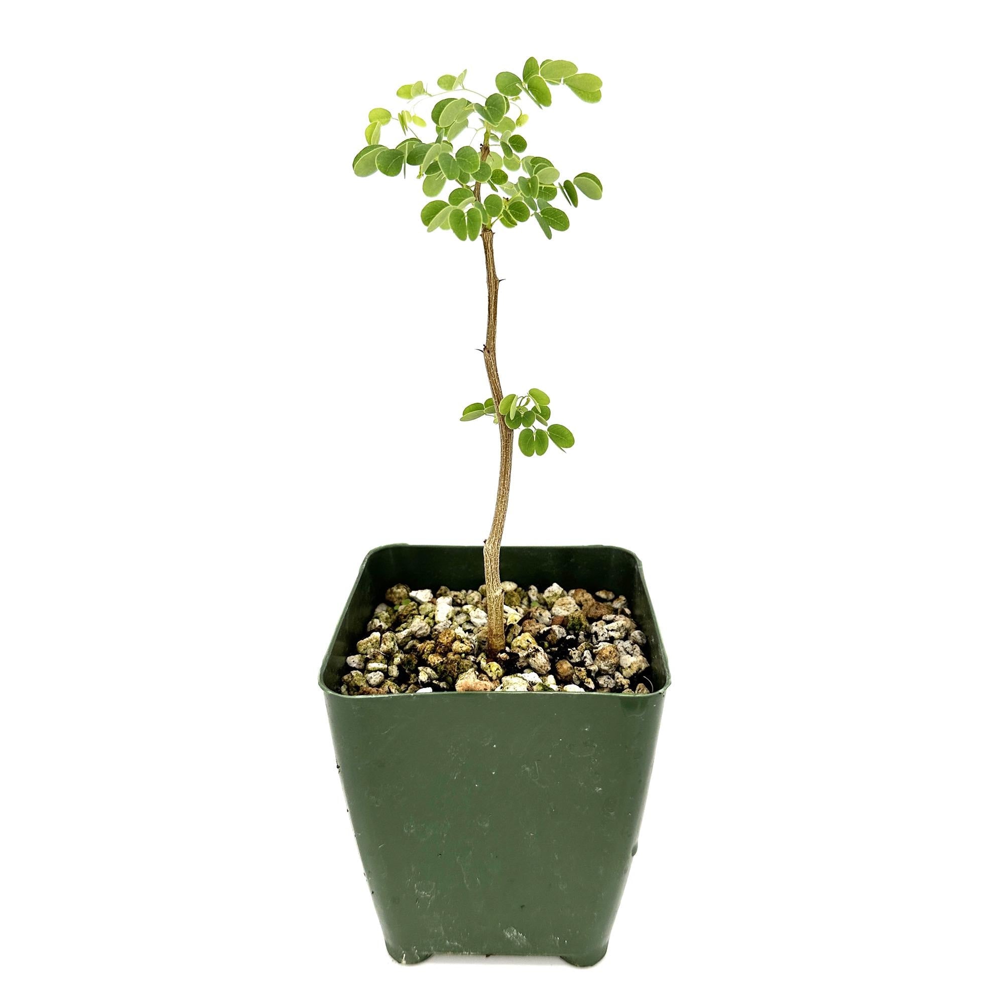 Senegalia nigrescens 'Knobthorn Acacia'