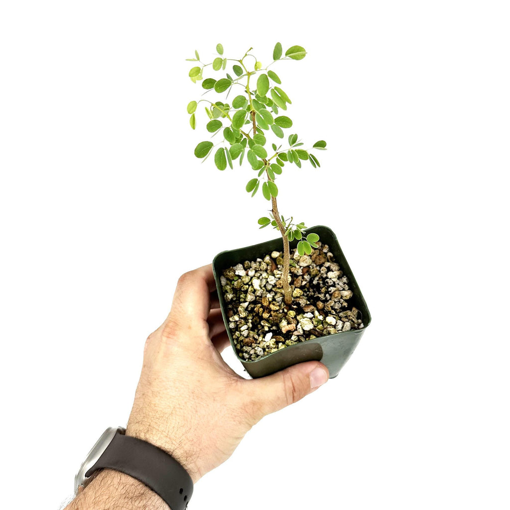 Senegalia nigrescens 'Knobthorn Acacia'