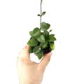 Hoya mathilde