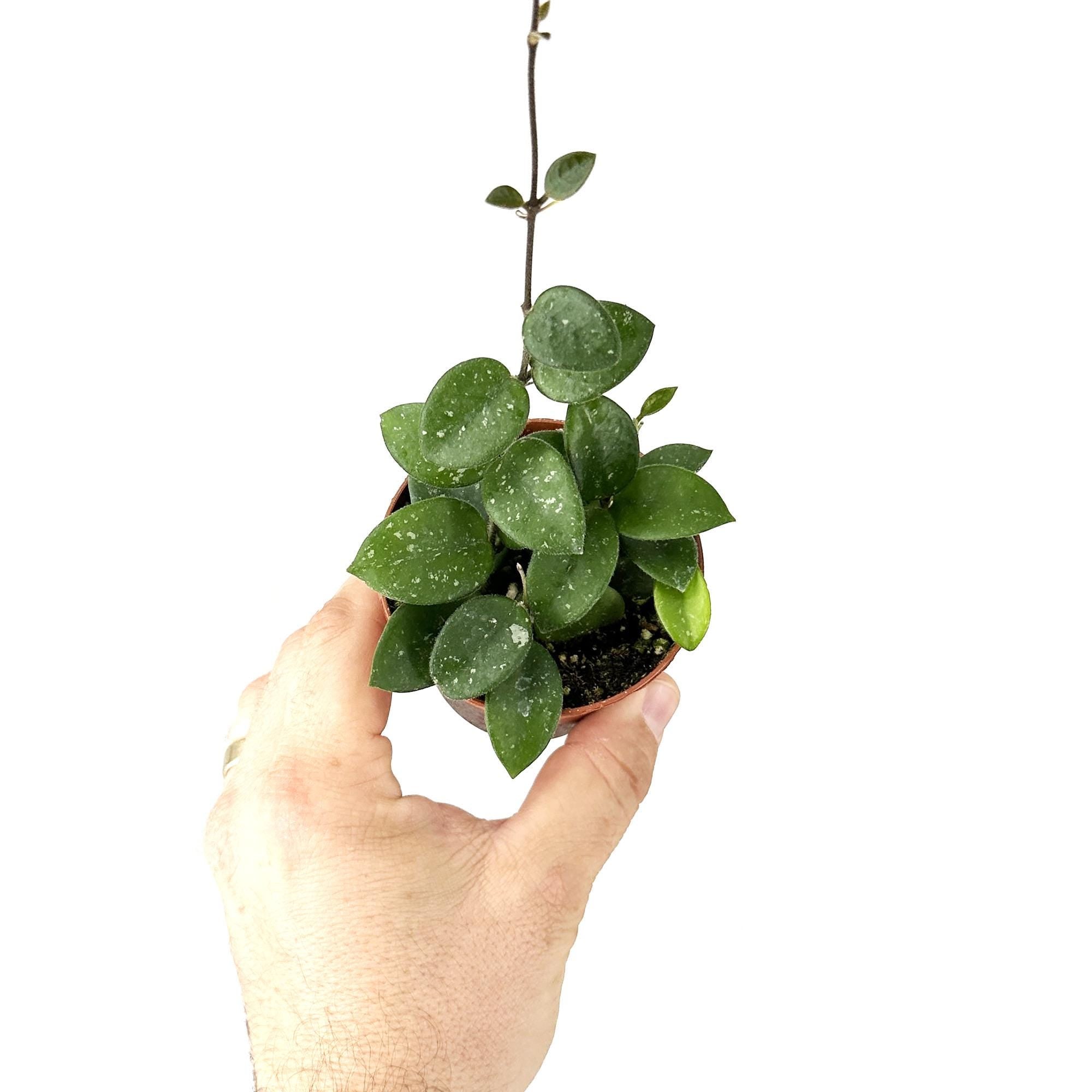 Hoya mathilde