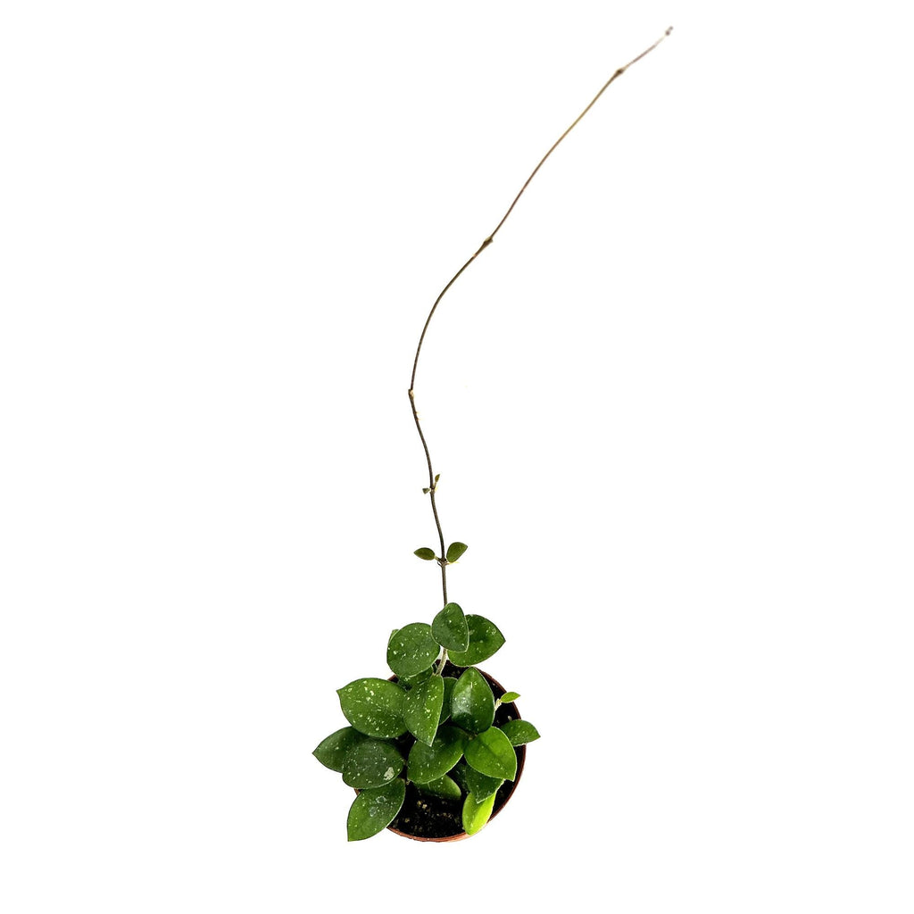 Hoya mathilde
